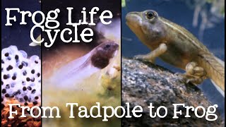 The Life Cycle of a Frog Metamorphosis from Tadpole to Frog for Kids  FreeSchool [upl. by Annayram]