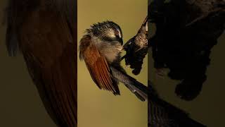 White browed coucal bird sound [upl. by Hightower]