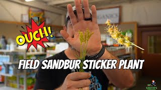 Field Sandbur Sticker Plant [upl. by Bubalo]