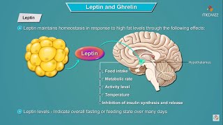 Leptin and Ghrelin hormones mechanism of action  Physiology  USMLE Step 1 [upl. by Scevour277]