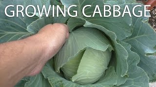 Yow Wont Believe How Easy It Is to Grow Cabbage  Cabbage Growing Tips amp Harvest [upl. by Emmett]