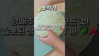 양배추 세척의 모든 것 잘못된 상식 바로잡기 🥬❌ [upl. by Gerdeen893]