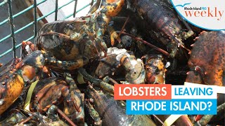 Lobster population in Rhode Island dwindles amid warming waters  Rhode Island PBS Weekly [upl. by Christoph]