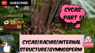 CYCASRACHISINTERNAL STRUCTUREGYMNOSPERM botany botanylectures [upl. by Ardnazxela]