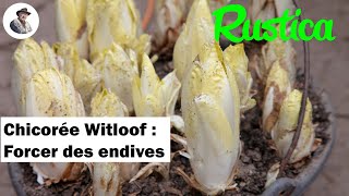 Comment forcer des racines de chicorée witloof pour avoir des endives [upl. by Rentschler]