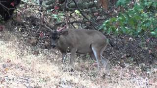 Deer shedding off antler velvet wire on fence 7 20 2014 part 2 [upl. by Newbill]