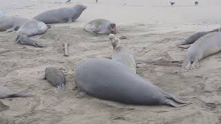 Elephant seal family with mother pup and a step father January 2022 [upl. by Llahsram152]