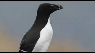 Razorbill Sound Effects [upl. by Territus363]