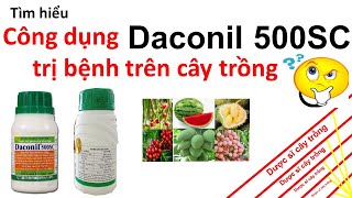 Tìm hiểu về công dụng Daconil 500SC đối với cây trồng  thuốc trừ bệnh cây  sương mai  thối nhũng [upl. by Ebanreb748]