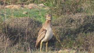 Stone Curlew [upl. by Adnovad]