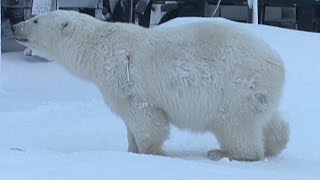 Inquisitive polar bear gets shot with a tranquilliser dart [upl. by Lewin738]