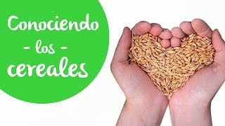 Cereales Cuáles son dónde se encuentran cuáles deberías consumir y por qué [upl. by Ellsworth]