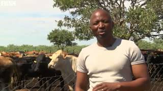 BBC News 22 December 2014 Beefing up Botswanas cattle farming [upl. by Ahsiekrats]