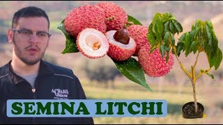 Seminare Litchi Facilmente  Metodo Rapido Successo 100 [upl. by Ner]