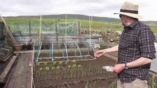 Allotment Diary June 1st  Natural slug control using nematode worms  how to kill slugs organically [upl. by Tolland]