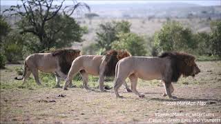 Rekero Males patrolling Maasai Mara lions CaesarTwins [upl. by Shem199]