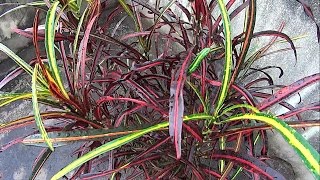 Croton Zanzibar  Codiaeum Variegatum [upl. by Yalahs]