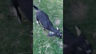 Toby and Oakley playing yesterday evening goatfarm babygoats farmlife goatlife nubian alpine [upl. by Rafaello]