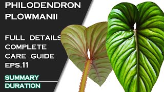 PHILODENDRON PLOWMANII FULL DETAILS AND CARE GUIDE [upl. by Nitnert]