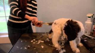 LAGOTTO PUPPIES SHORT VERSION [upl. by Alvira]