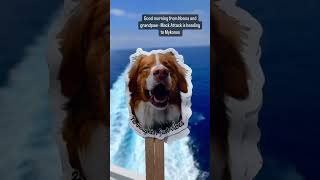 My dog sticker dogsofyoutube puppy toller dog doglife happydog grandpawrent dogsticker [upl. by Latashia]