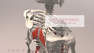 Rhomboid Major Shoulder Series Part 2 3D Animation [upl. by Bilski]