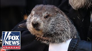 Punxsutawney Phil predicts early spring on Groundhog Day 2024 [upl. by Perrin]