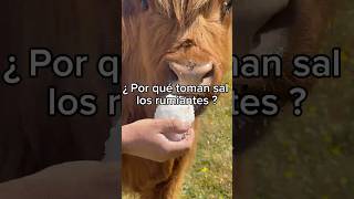 ¿Porqué toman sal los rumiantes En este video os contamos curiosidades sobre ellos🤠🐮 agroturismo [upl. by Eidurt844]