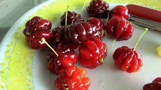 Tropical Cherries  Surinam Cherry Star Gooseberry  Video [upl. by Afital486]