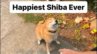 Shiba Gets Happy Seeing his Grandma Again [upl. by Leuneb]