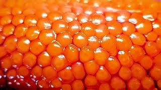 Salmon caviar  Japanese Street Food [upl. by Jonna228]