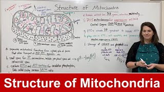 Structure of Mitochondria [upl. by Cletis]