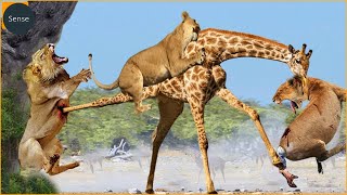 Giraffe Alone Defeats A Herd Of Lions Painful  Ending For The Lions Of Gluttony  Wild Animals [upl. by Row]