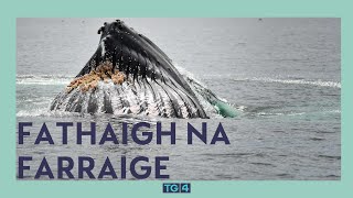 Fathaigh na Farraige  1809  2130  TG4 🐳 [upl. by Anij]