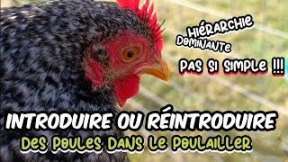 Nouvelle poule ou réintroduire les poules dans le poulailler apres une longue absence [upl. by Sergu34]