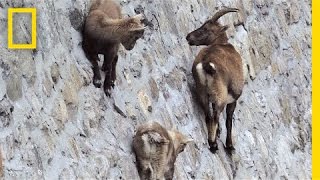 Amazing Footage Goats Climbing on a NearVertical Dam  National Geographic [upl. by Hgieleak518]