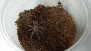 A geniculata sling feeding [upl. by Lenoil]