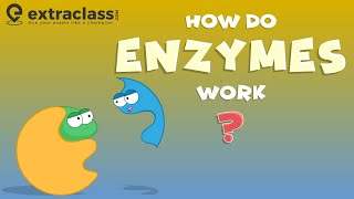 What are Enzymes [upl. by Enyalahs897]