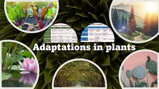 Adaptations in Plants  Types of Habitats [upl. by Sklar533]