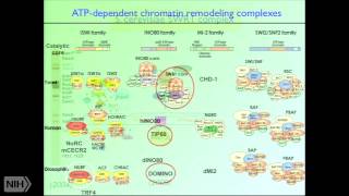 Chromatin Structure and the Control of Gene Expression [upl. by Gerda135]