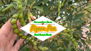 Pigeon Pea  Cajanus cajan  Subtropical Food Forest Permaculture Plants [upl. by Gerianne901]