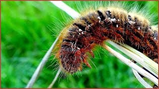 Lasiocampa quercus  Linnaeus 1758  Lasiocampidae  Bombyx du chêneFrance  062019 [upl. by Cyrilla]