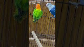 Blue Opaline amp Green Opaline love birds [upl. by Tana]