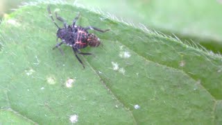 Halyomorpha halys Brown marmorated stink bug nymph with something strange on its back [upl. by Airres]