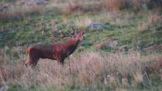 Brame du cerf Aubrac Aveyron [upl. by Macdonald]