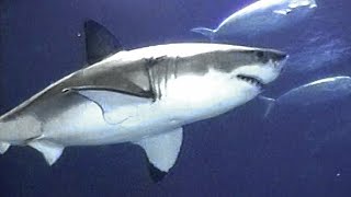 Great White Shark in captivity at the Monterey Bay Aquarium [upl. by Sirac]