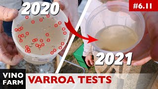 Crazy Varroa Numbers Mite Test Results You Want [upl. by Topliffe888]