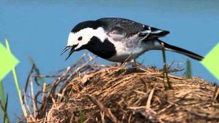 Natuur in eigen land  geluid witte kwikstaart [upl. by Nero]