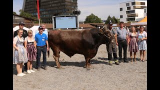 Zuger Stierenmarkt 2024 Wahl des Mister OB [upl. by Nylecsoj]