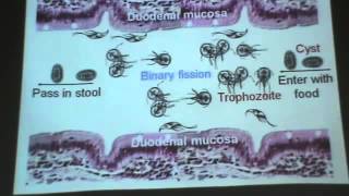 Dr Azza Protozoa 2 Balantidium coli Giardia lamblia YouTube [upl. by Nida384]